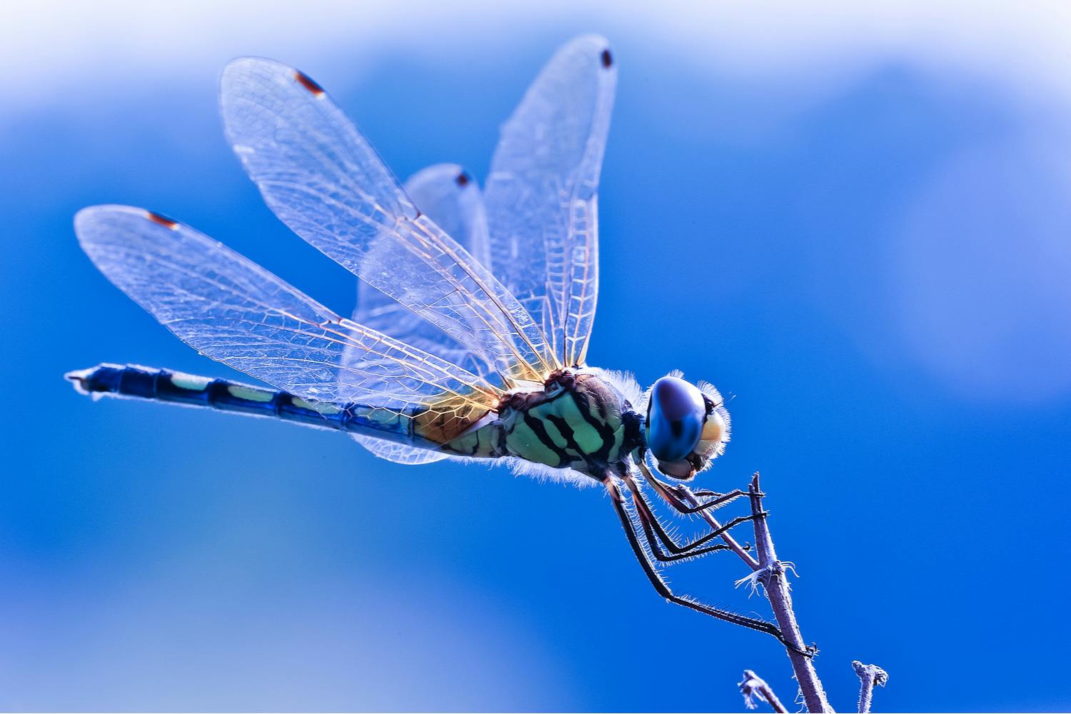 Trollslända på kvist.